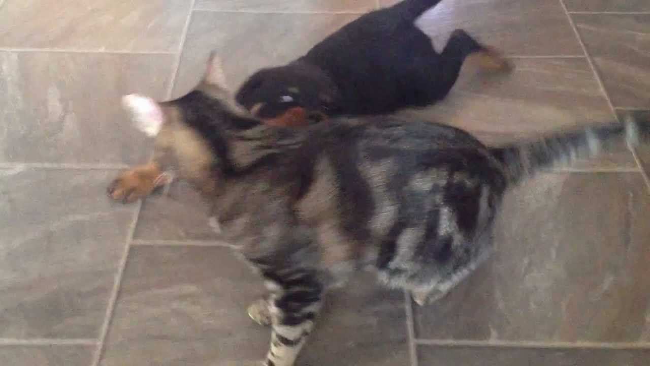 rottweiler pup vs cat