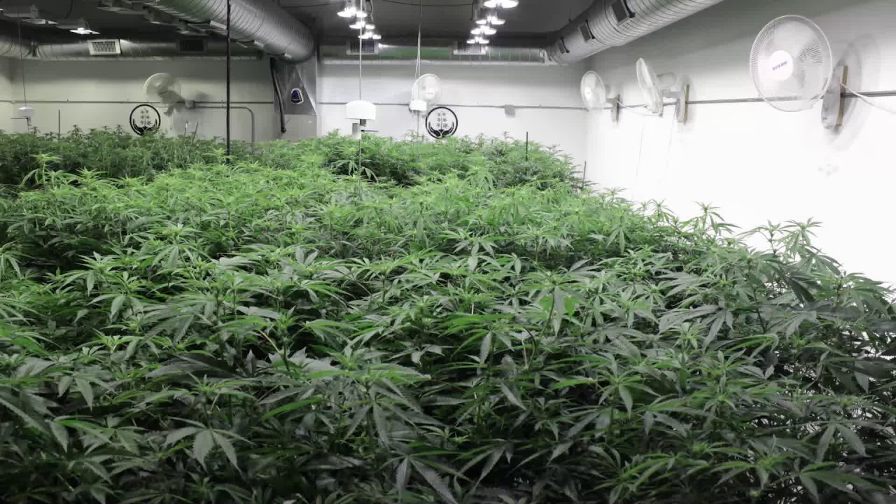 4K Cannabis Time-lapse
