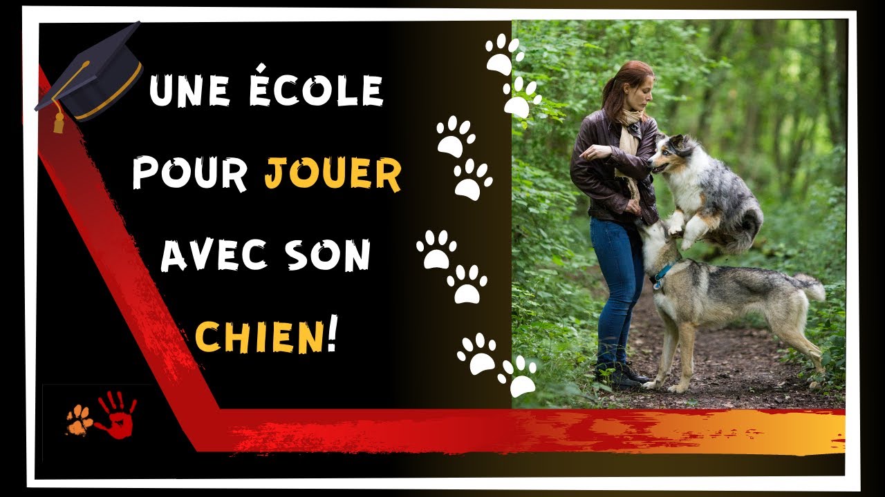 ✅Développer par le jeu sa relation avec son chien: voici quelques idées d'activités 🧨