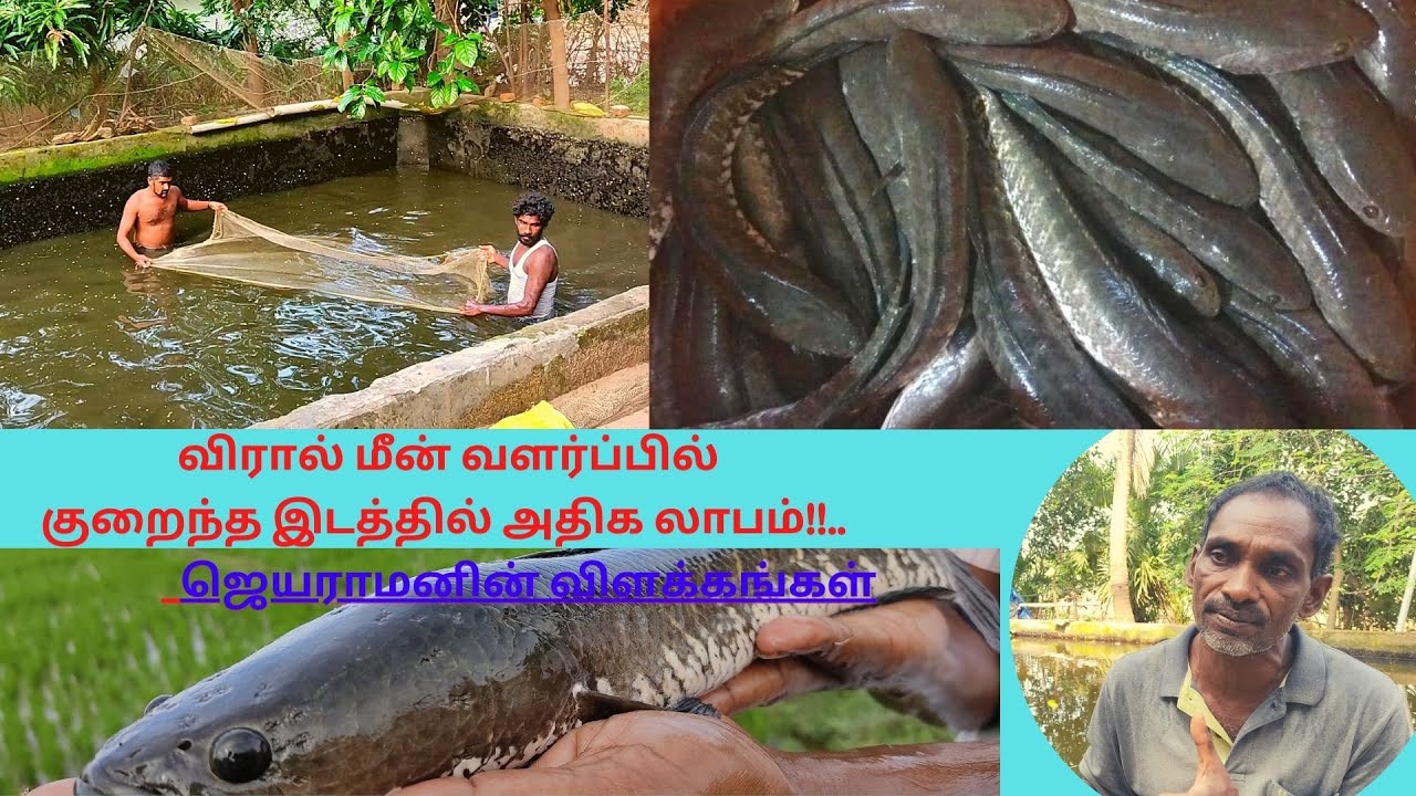 சிறிய மீன் தொட்டியில் அதிக லாபம் எடுப்பது எப்படி?தொட்டி அமைக்கும் முறை விரால் ஜெயராமனின் விளக்கங்கள்