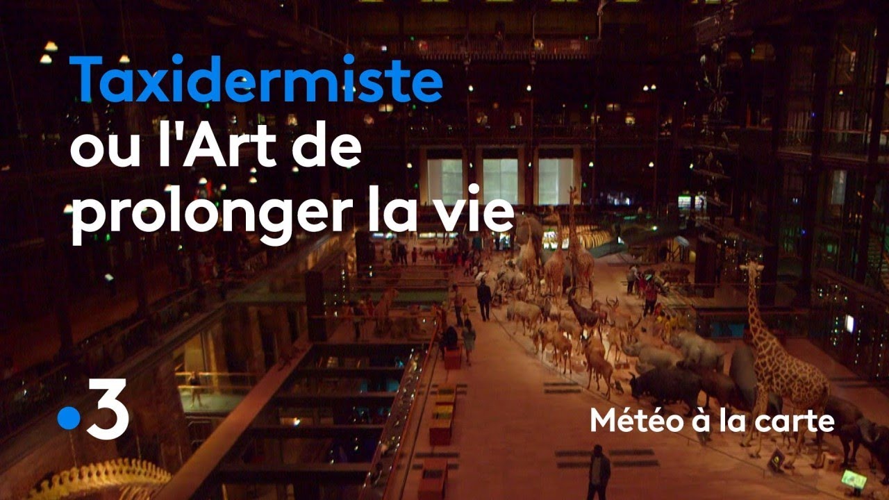 Taxidermiste ou l'art de prolonger la vie - Météo à la carte