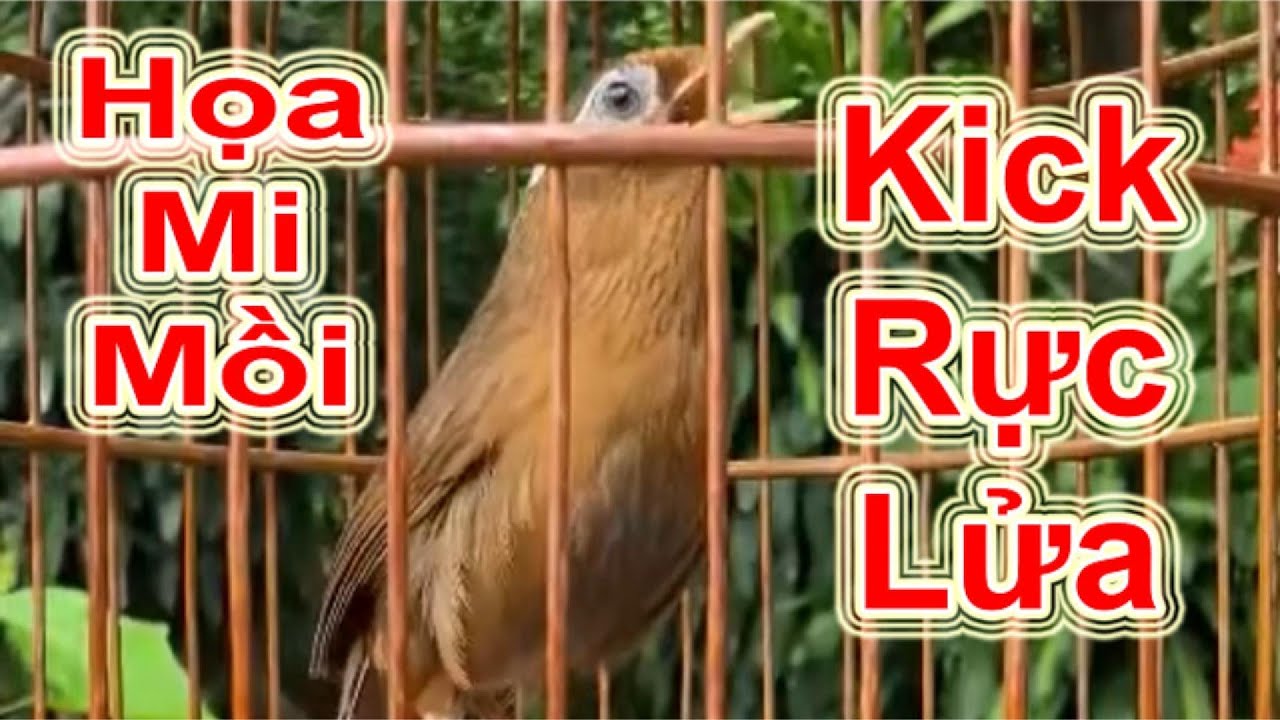 Họa Mi Mồi Hót Kick Bổi – Giọng Đấu Rực Lửa