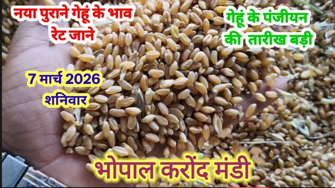 नया पुराने गेहूं के भाव रेट जाने 🥹🥹🌾🌾 7 मार्च 2026 भोपाल मंडी ।। Gehun wheat rate today