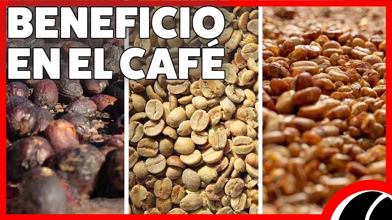 ¿Cómo se Procesa tu Café? BENEFICIO Natural, Lavado y Honey