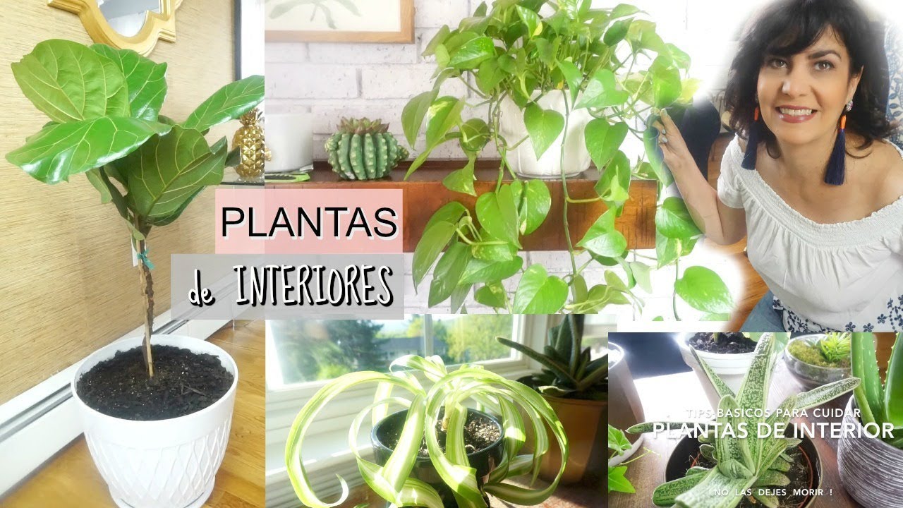 Plantas de Interior  + TIPS BASICOS PARA CUIDARLAS 🌱 NO LAS DEJES MORIR !
