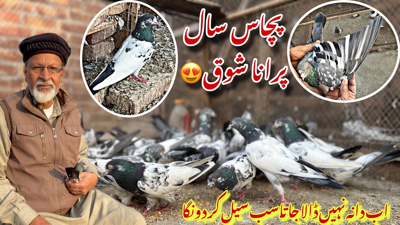 Kasur k senior Ustad Malik zafar k 50 saal purany kabotaro ka shok 😍 03237988919