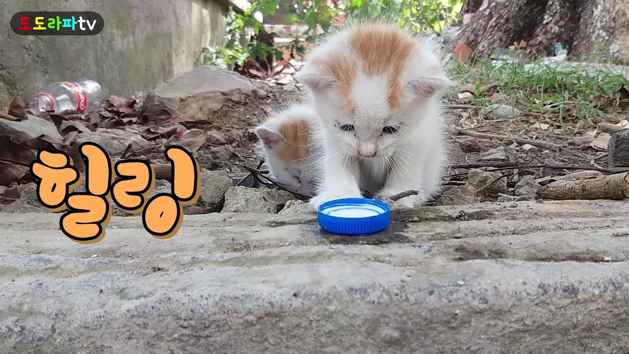 버려져 지친 새끼고양이 형제에게 우유 먹이기.