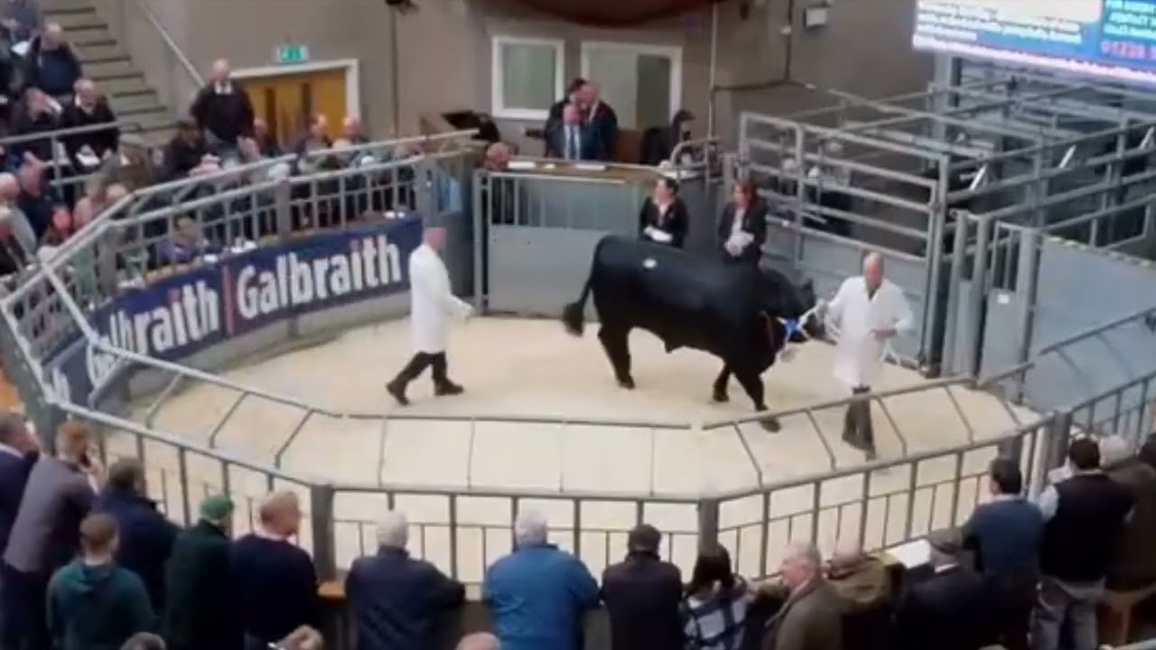 Aberdeen Angus Sale at Stirling Bull Sales May 5th 2025