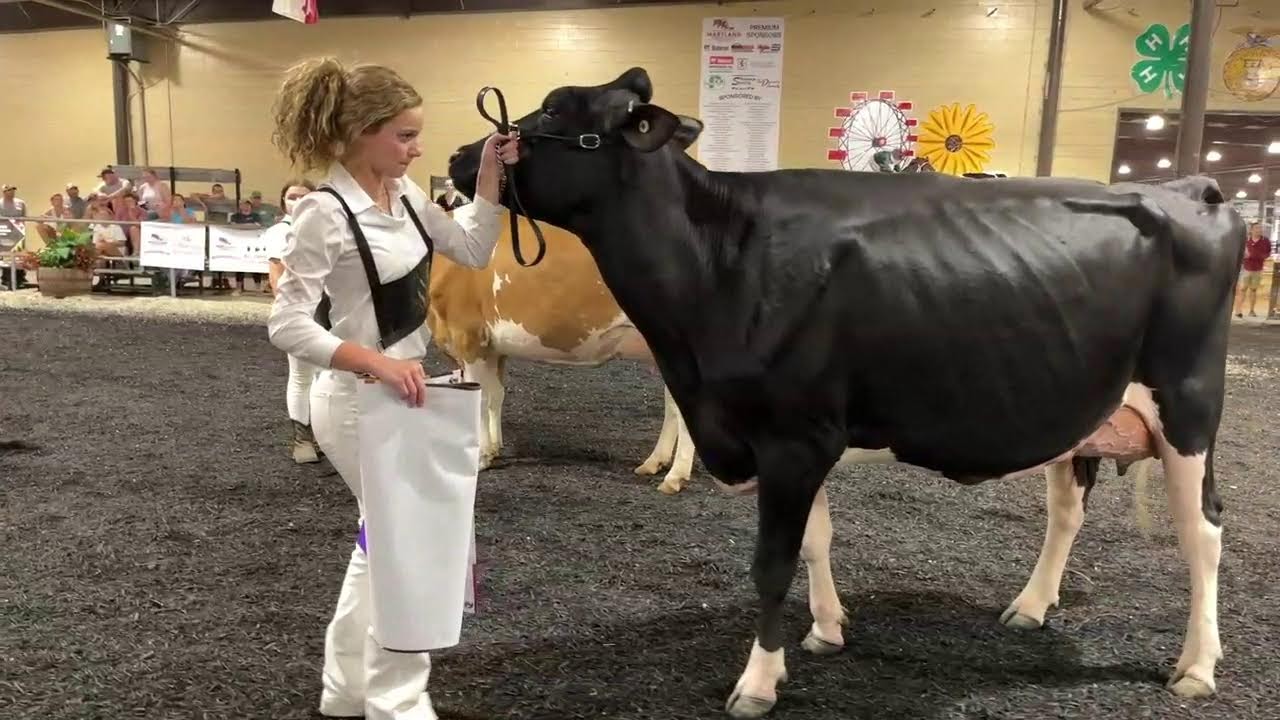 4-H/FFA Dairy Show