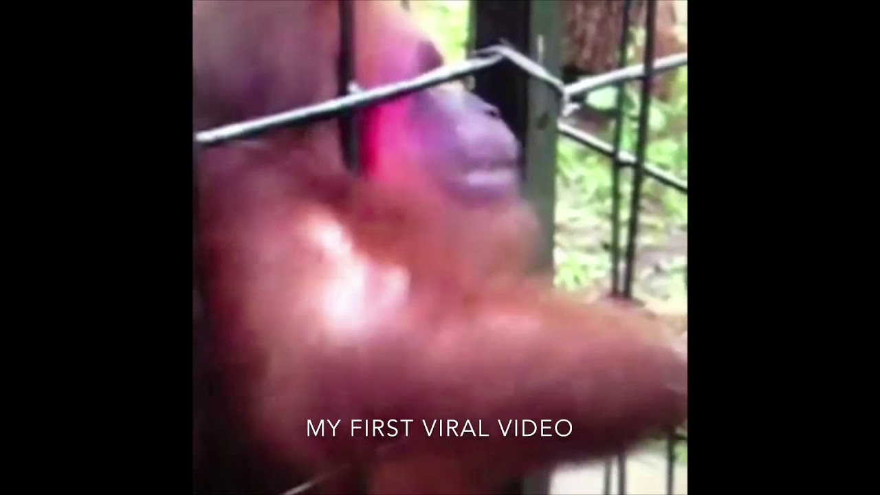 Random Vines | kingdaddy