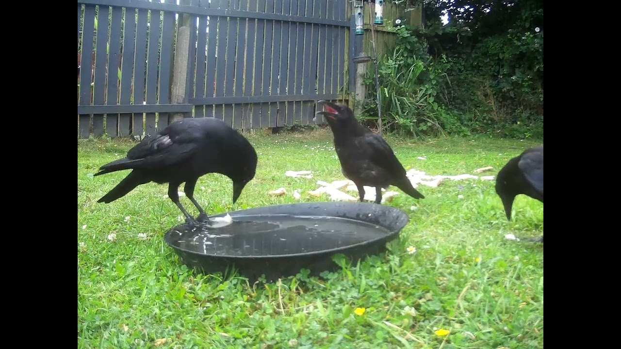 crows eating bread