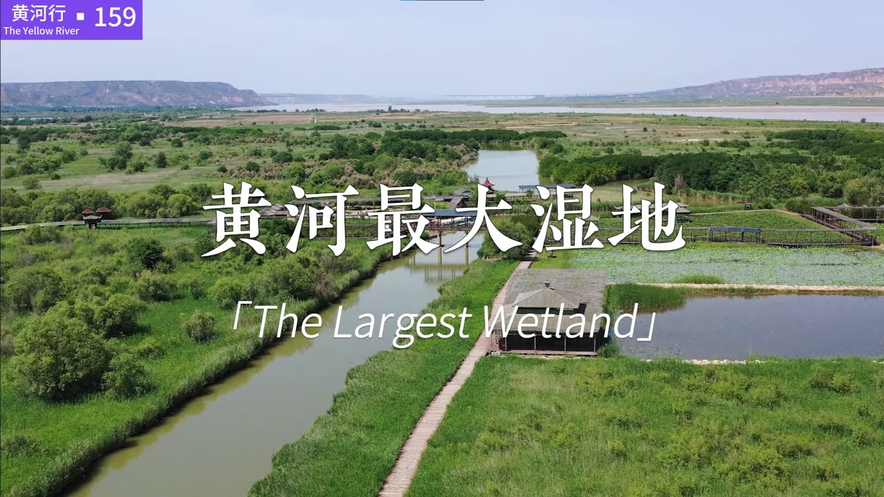 【黄河行▪159】黄河流域最大湿地，洽川湿地公园 | 简体字幕