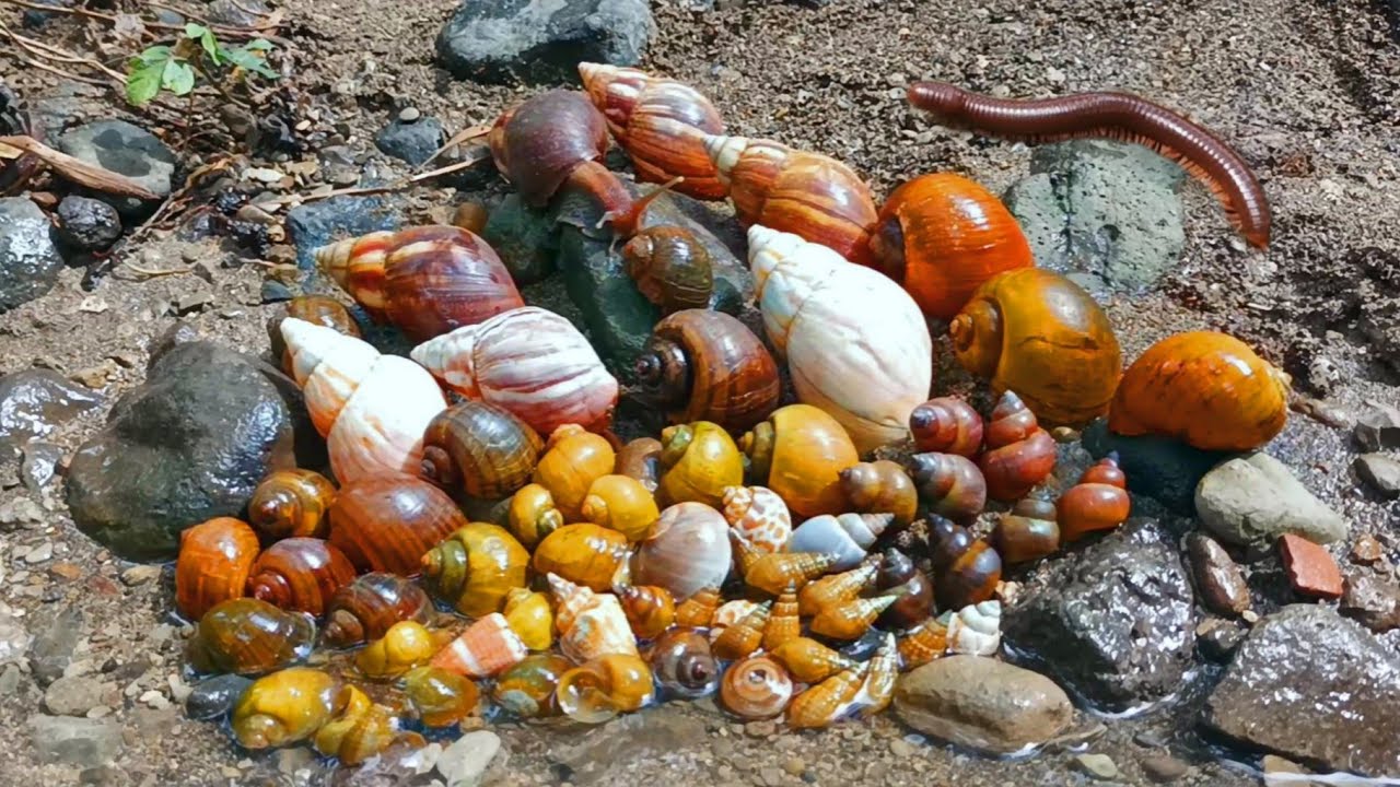 Melihat Snails, Bekicot, Keong mas, Siput, Cangkang, Dan Kaki seribu atau Luwing Di Sungai
