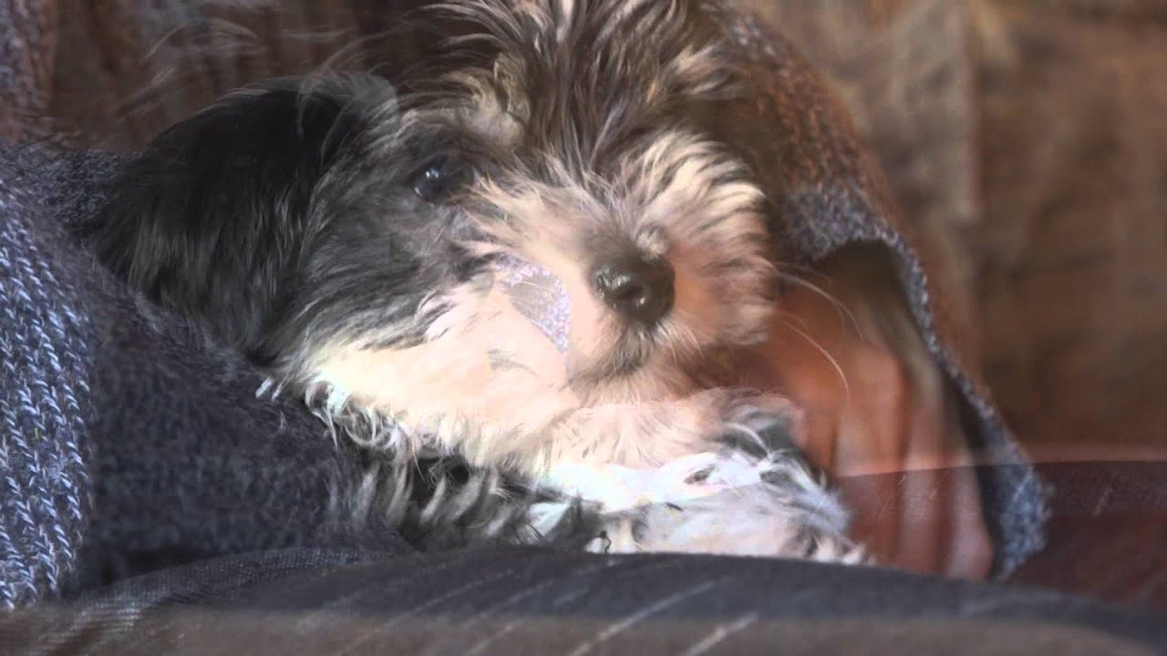 Havanese puppy