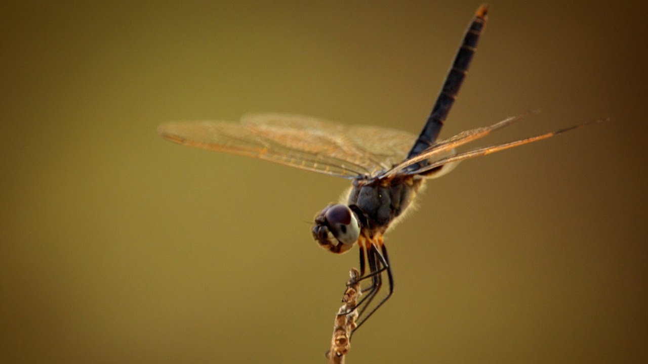 Per il maschio della libellula, la pazienza paga