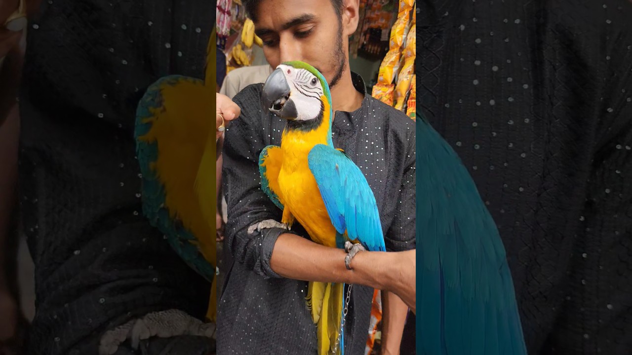 🦜🦜Majestic Macaw Bird | Colorful Parrot Beauty in Action! 🦜🦜#shorts