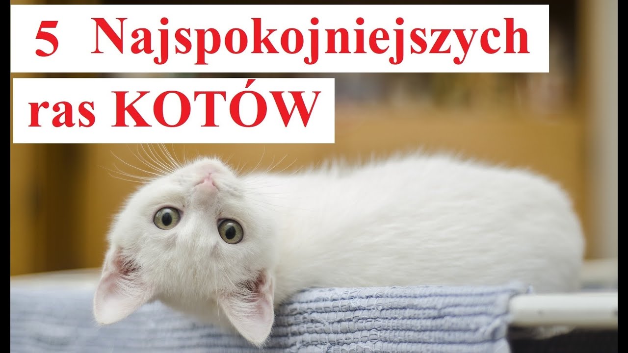 5 Najspokojniejszych ras KOTÓW