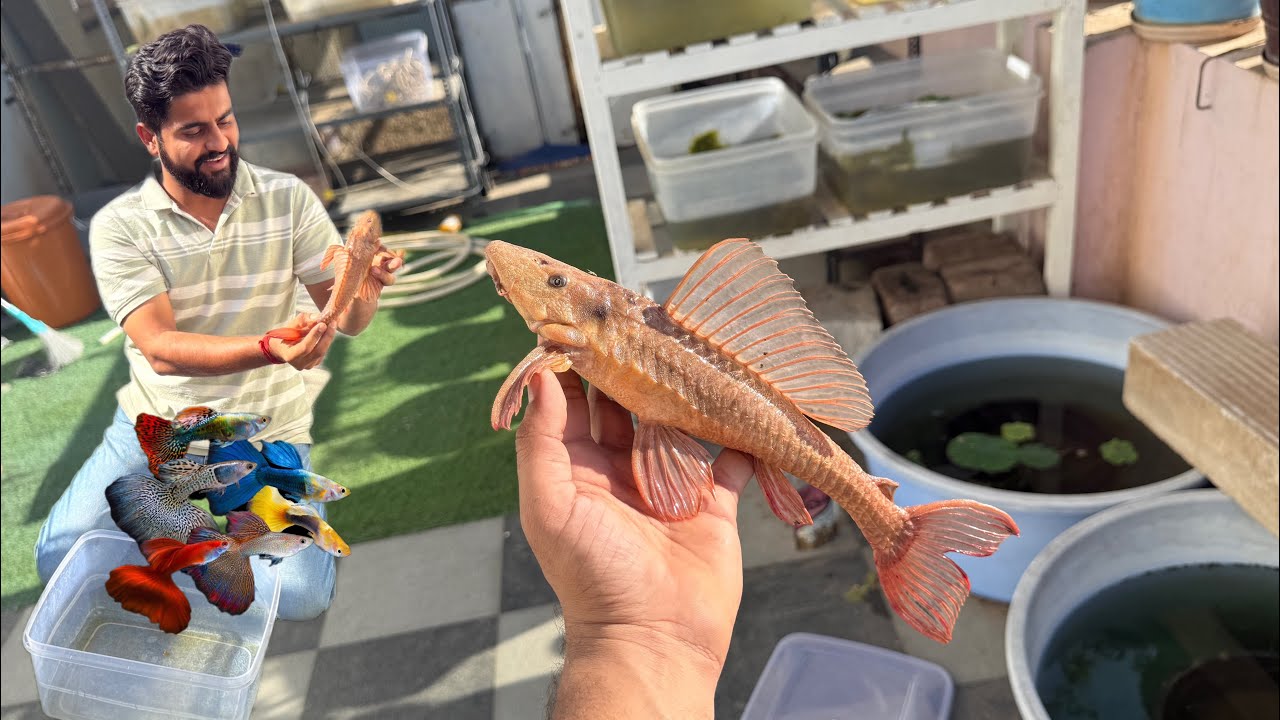 Monster Fish Update 🔥