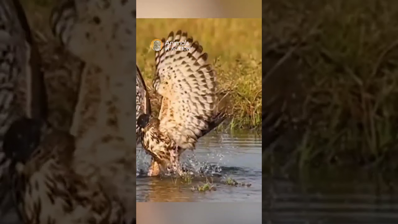 Hawk is a master Snake hunter! #animals #wildlife