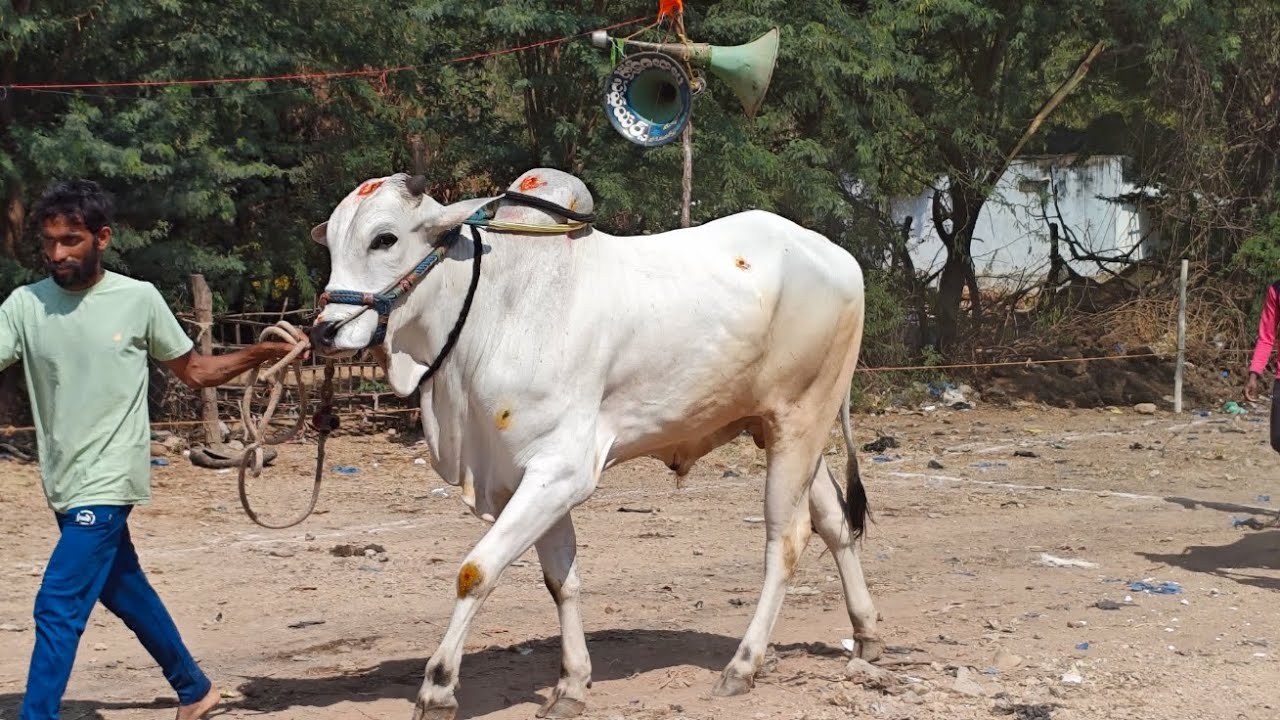 ముళ్లపాడు గ్రామం రెండు పళ్ళు విభాగం 1వ జత DNR BULLS