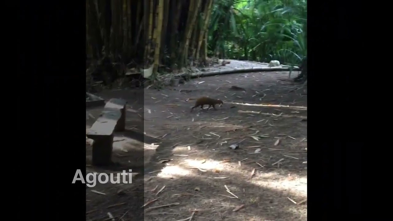 Costa Rica  Wildlife