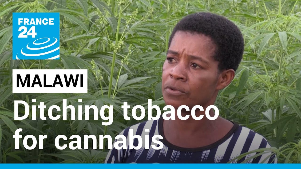 As tobacco demand dries up, Malawians turn to growing cannabis • FRANCE 24 English