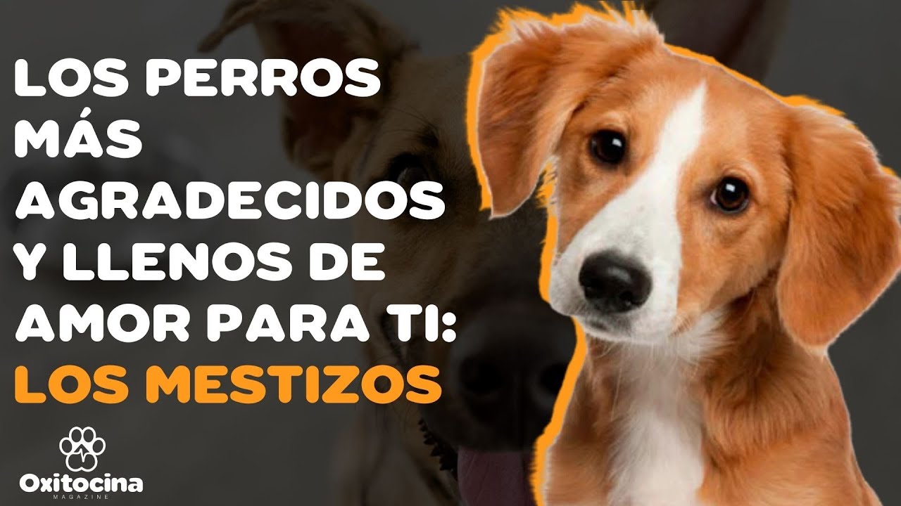 🐶 PERROS MESTIZOS (CRIOLLOS) 9 COSAS que debes saber