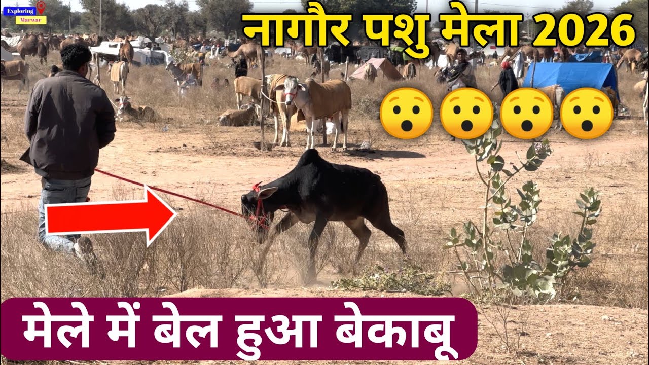 रामदेव पशु मेला 2026 || Nagaur Pashu Mela || Ramdev Pashu Mela || नागौर पशु मेले में बेल हुआ बेकाबू
