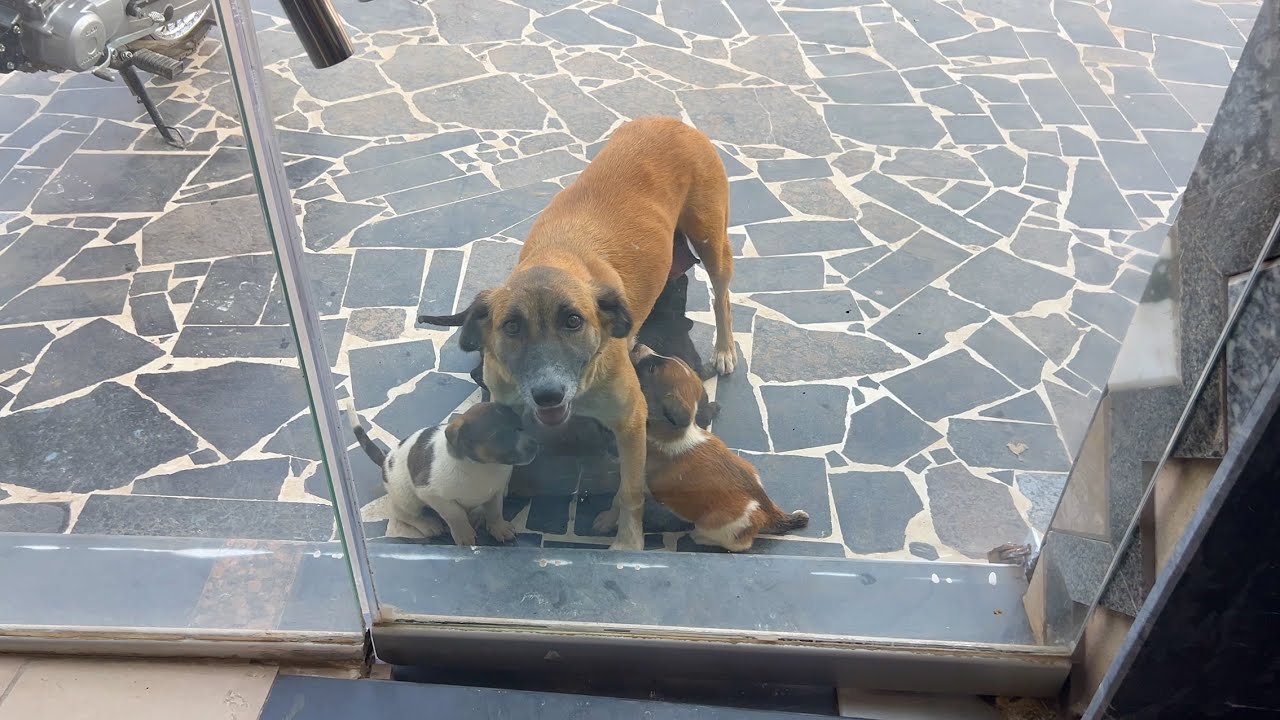 Yesterday I fed a hungry dog, and today it brought me 5 puppies.