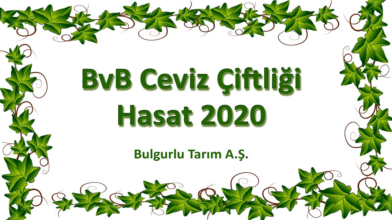 BvB Ceviz Çiftliği 2020 yılı hasat görüntüleri