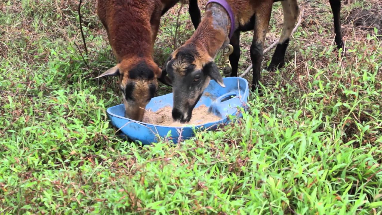 Living in Rural Belize