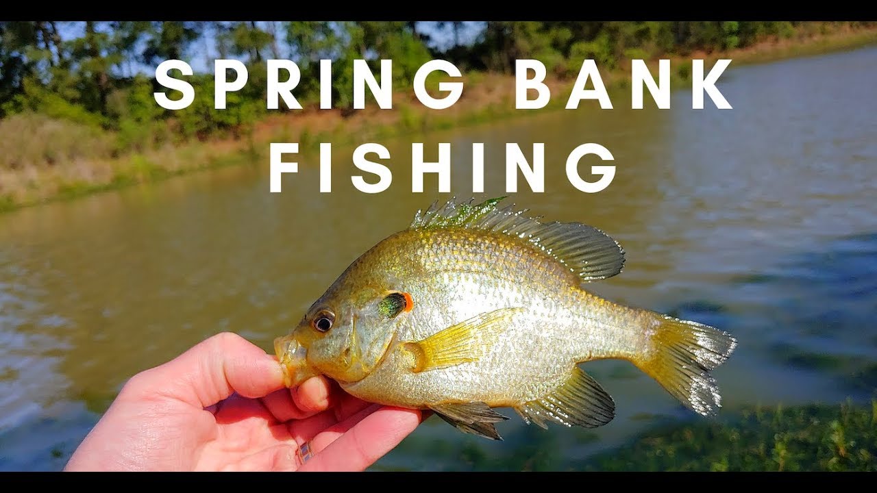 Bank Fishing for Bass (Redear Sunfish) at Lake Holcomb