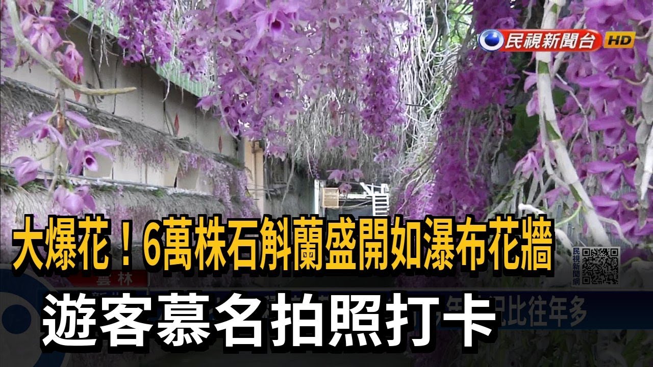 大爆花！6萬株石斛蘭盛開如瀑布花牆　遊客慕名拍照打卡－民視新聞
