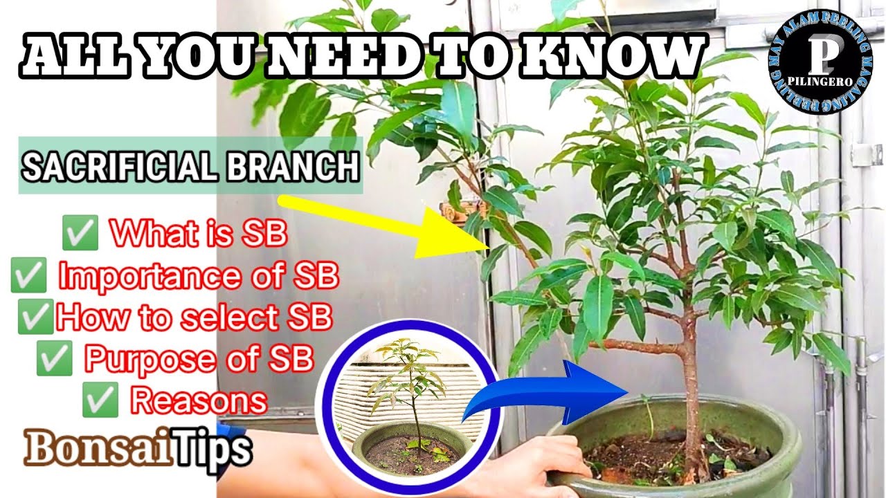 WHAT IS SACRIFICIAL BRANCH IN A BONSAI WORLD