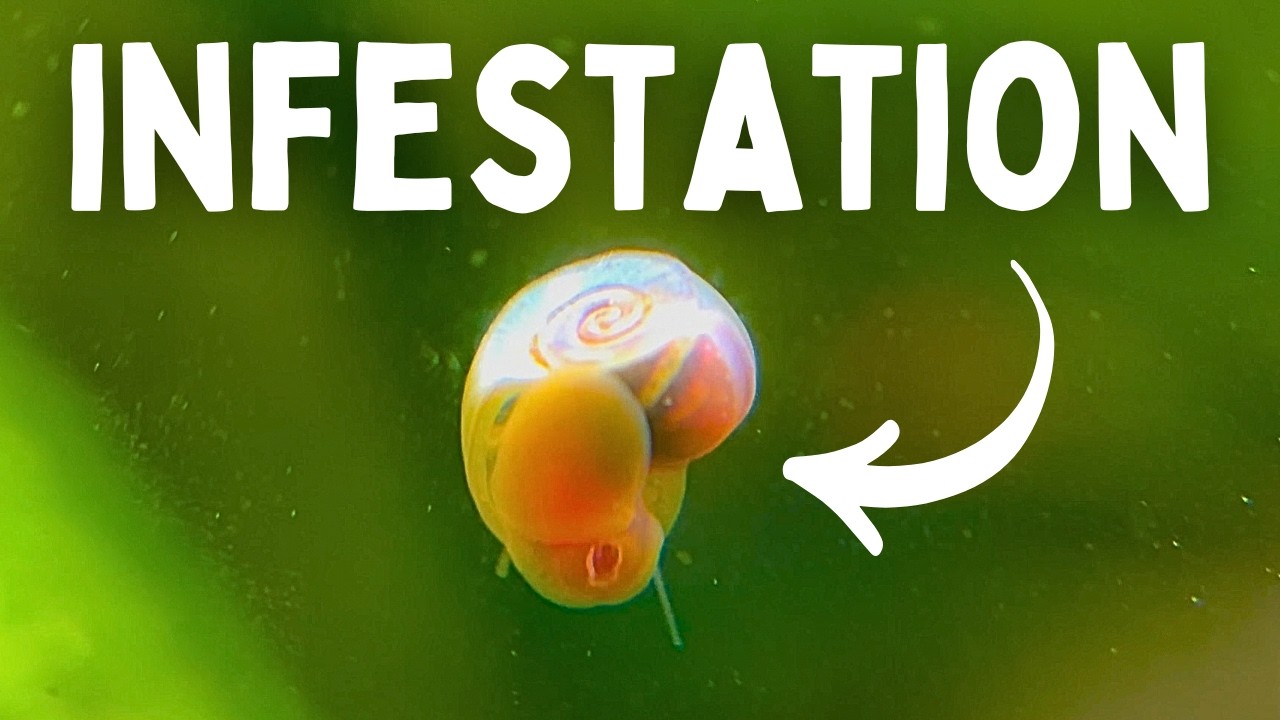 7 Natural Ways to Get Rid of Aquarium Pest Snails (Without Chemicals)