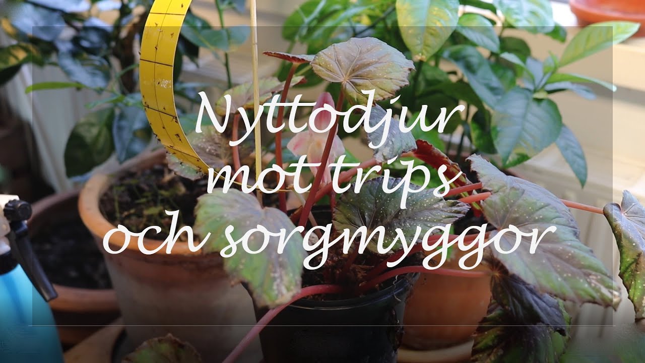 Nyttodjur mot trips och sorgmyggor