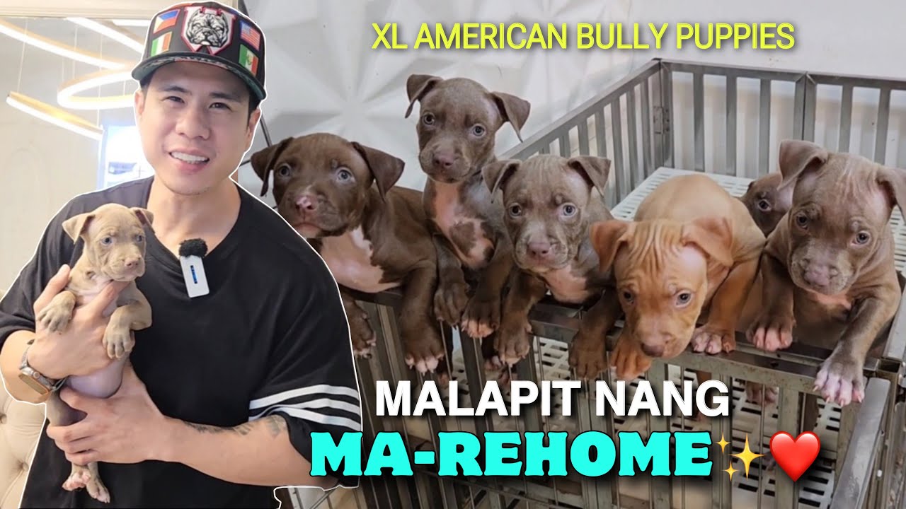KRONOS’ PUPPIES MALALAKI NA! HUMUHULMA NA MGA ULO! • XL American Bully • Sam Walastik