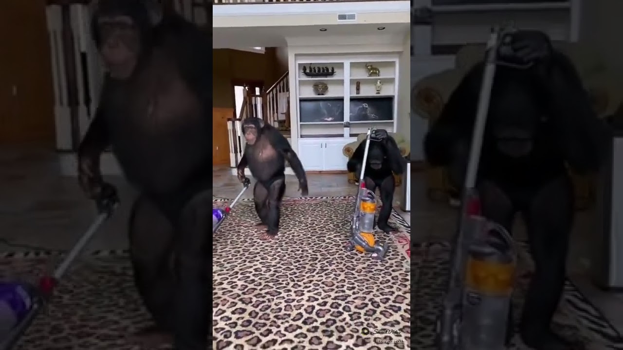 Amazing | two monkey Cleaning the Home #shorts
