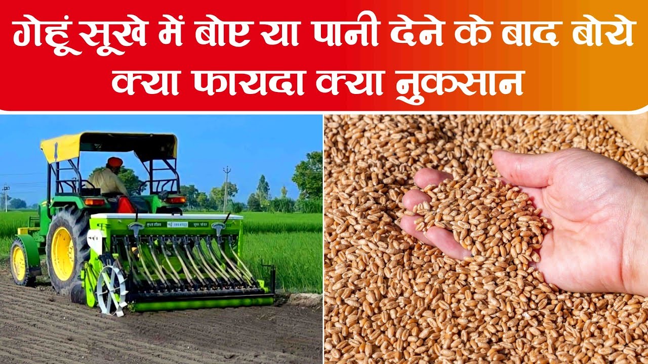 गेहूं की बुवाई सूखे खेत में करें या पलेवा करके | gehu ki buvai sukhe khet me kare ya paleva karke
