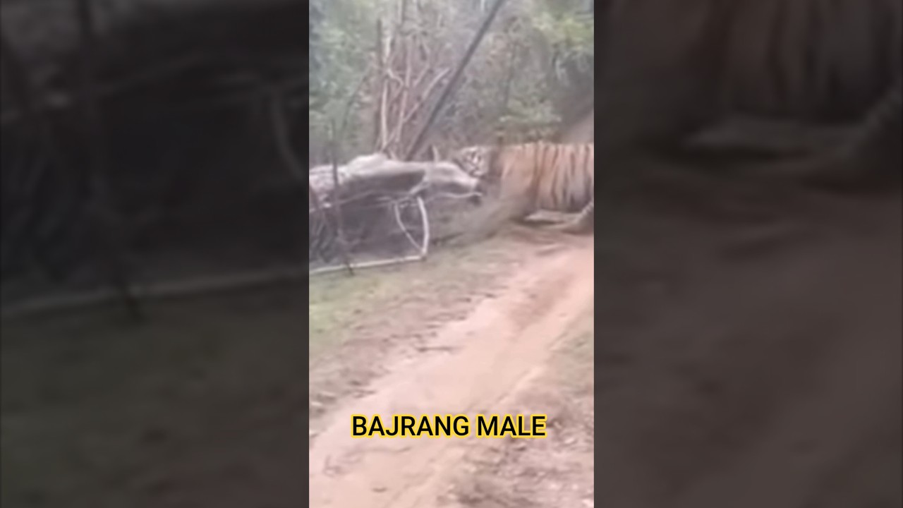 bajrang male Tiger 🐅 ll with kill ll bandhavgarh national park 🏞️#bandhavgarh #shorts