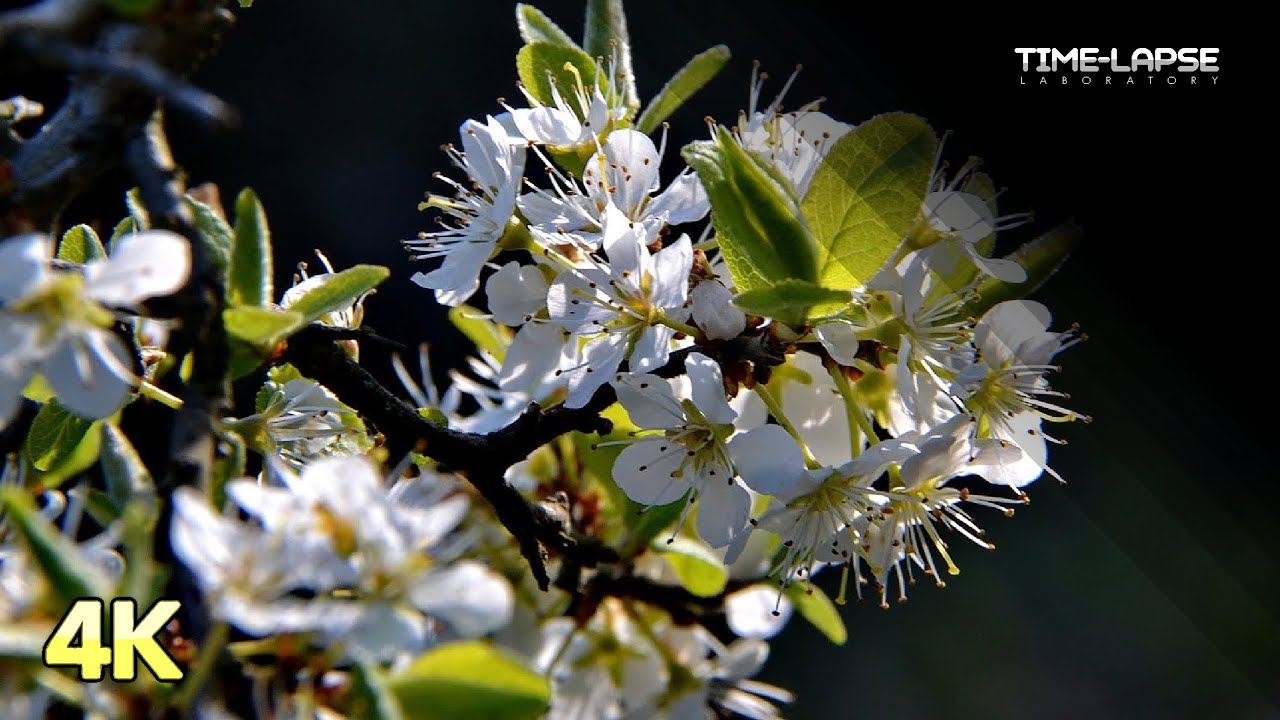 Prunus spinosa | Flowers Booming | 4K Time lapse