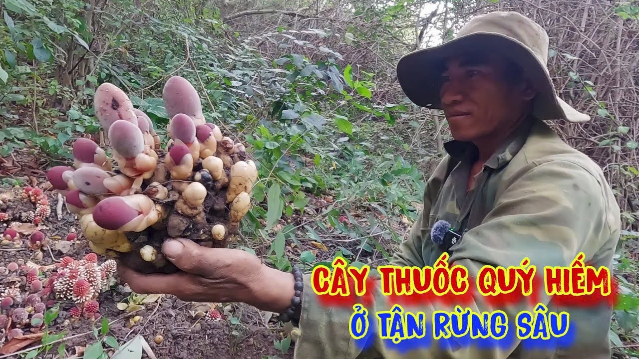 CÂY THUỐC quý hiếm, món quà trời ban TẶNG cứu người, nhưng không ai biết - tập 1294