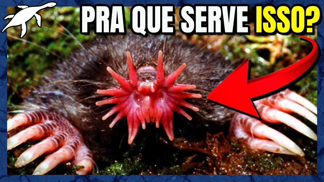 A EVOLU&Ccedil;&Atilde;O INSANA das TOUPEIRAS