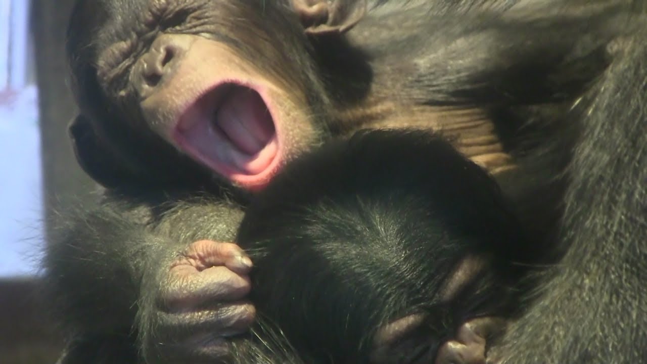 東山チンパンジー 双子の赤ちゃん⑧ Chimpanzee twin baby