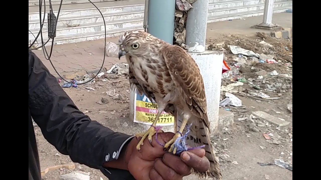 Falcon for sale in Karachi