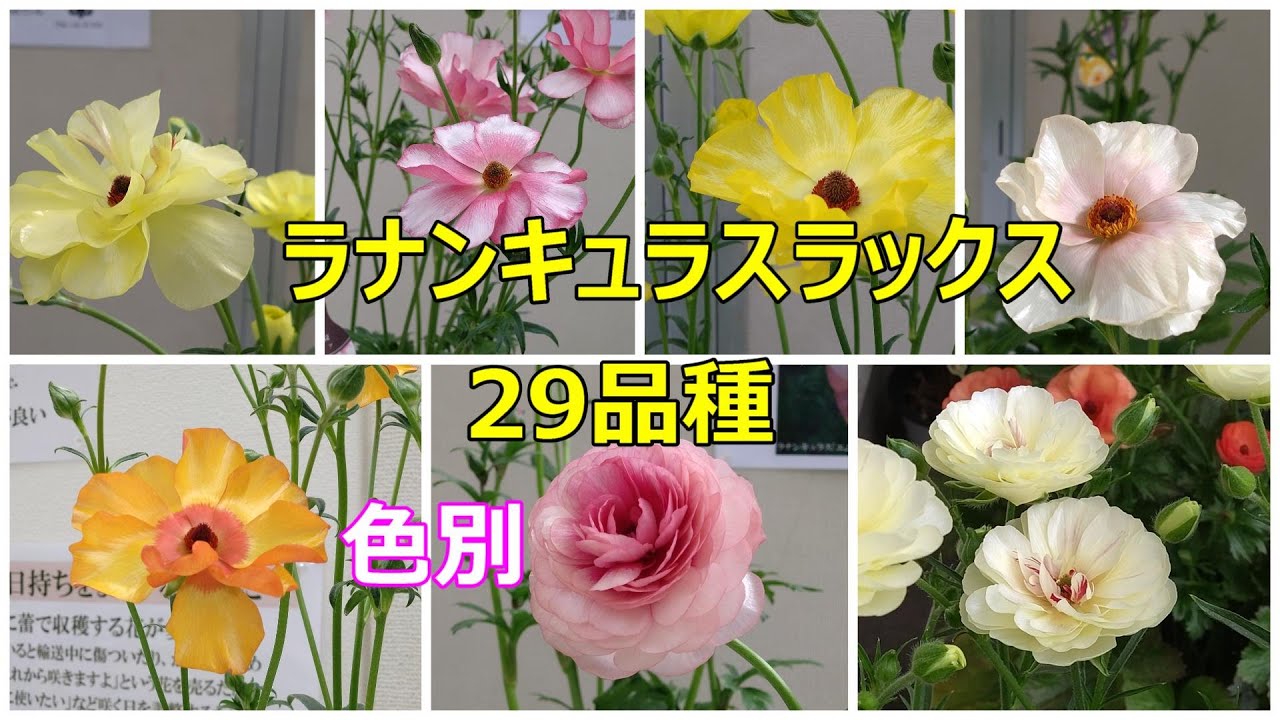 ラナンキュラスラックス29品種　色別
