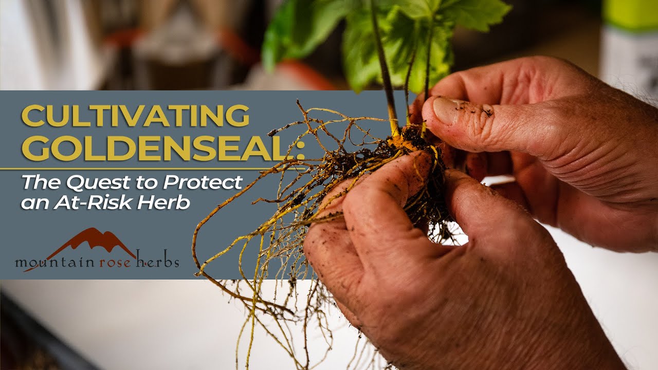 Cultivating Goldenseal: The Quest to Protect an At-Risk Herb