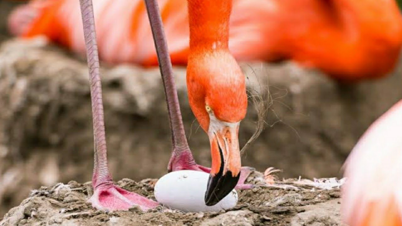 Flamingo incubating eggs | baby flamingo hatching and growing |
