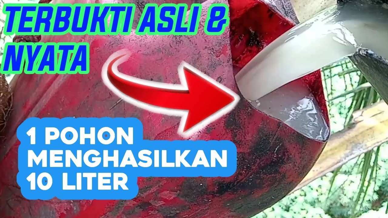 HASIL YANG NYATA,!!! 1 POHON BISA MENGHASILKAN 10 LITER AIR NIRA, INI RAHASIA NYA ???,,,