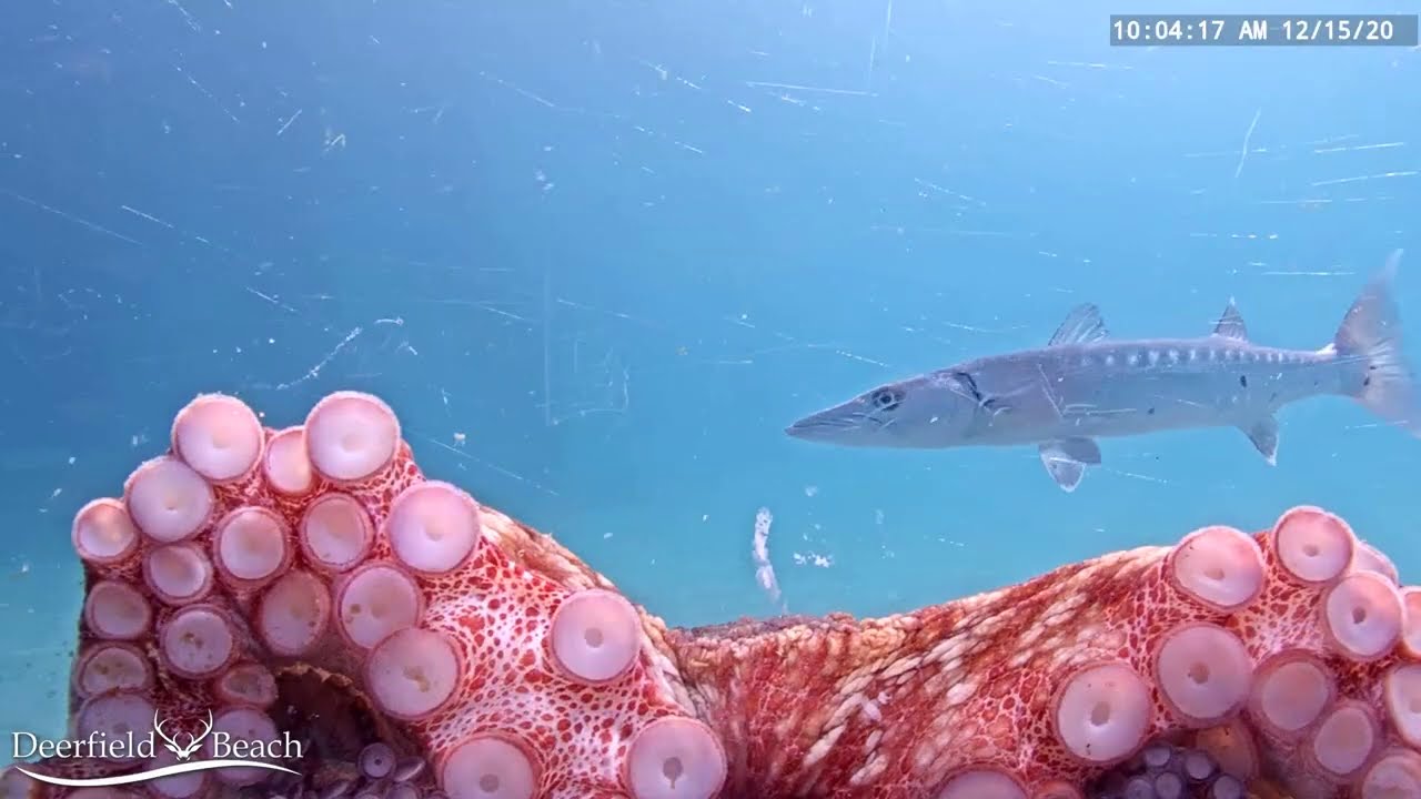 Underwater Fish Cam - December 2020 Recap